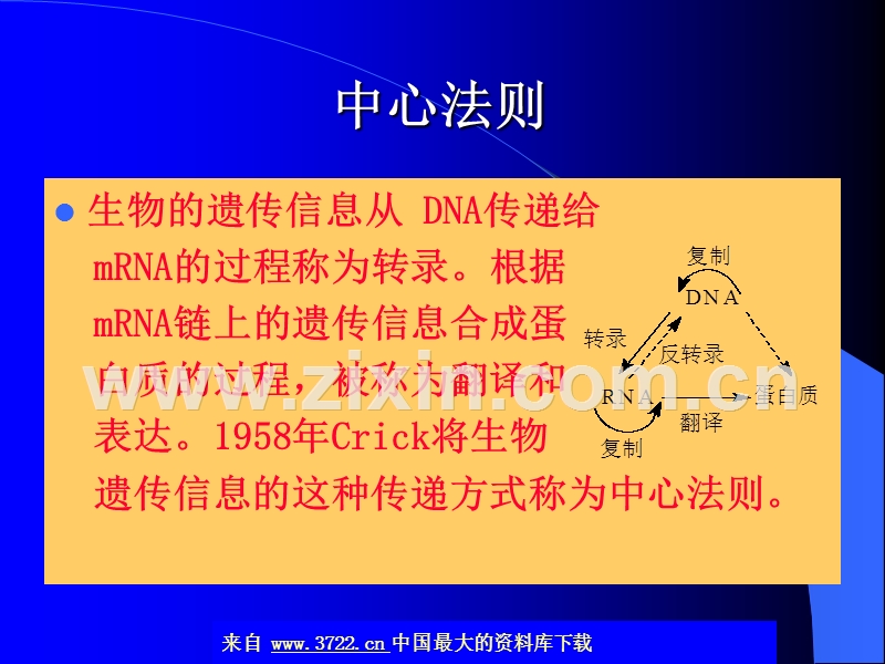 生物化学-核酸的生物合成.ppt_第2页