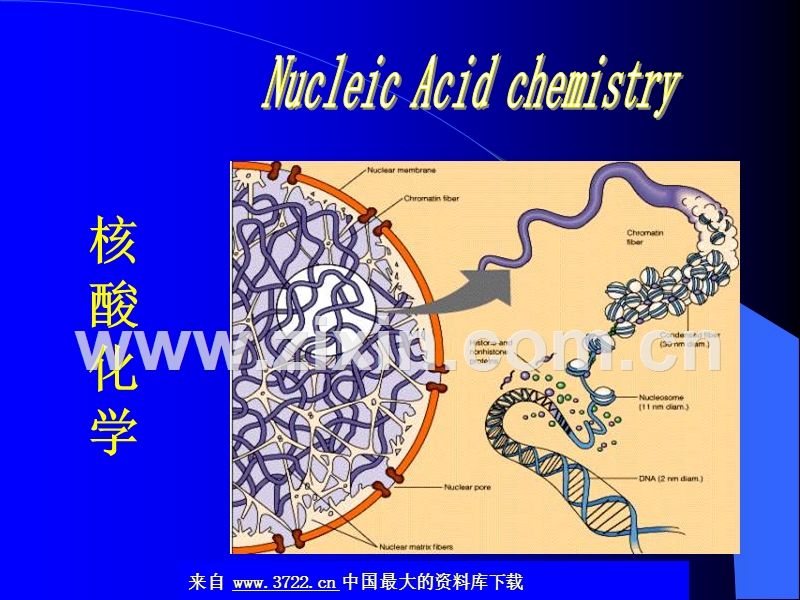 生物化学-核苷酸与核酸.ppt_第1页