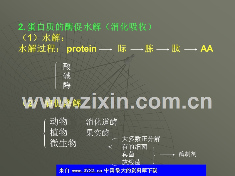 生物化学-蛋白质降解及氨基酸代谢.ppt_第3页