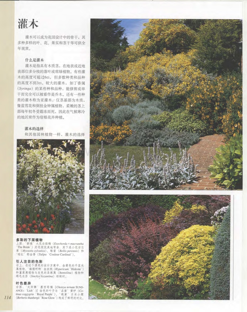 世界园林植物与花卉百科全书 4 灌木.pdf_第2页