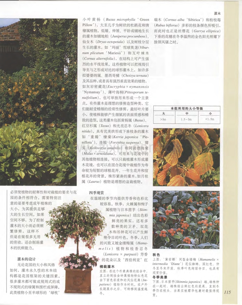 世界园林植物与花卉百科全书 4 灌木.pdf_第3页