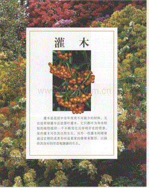 世界园林植物与花卉百科全书 4 灌木.pdf