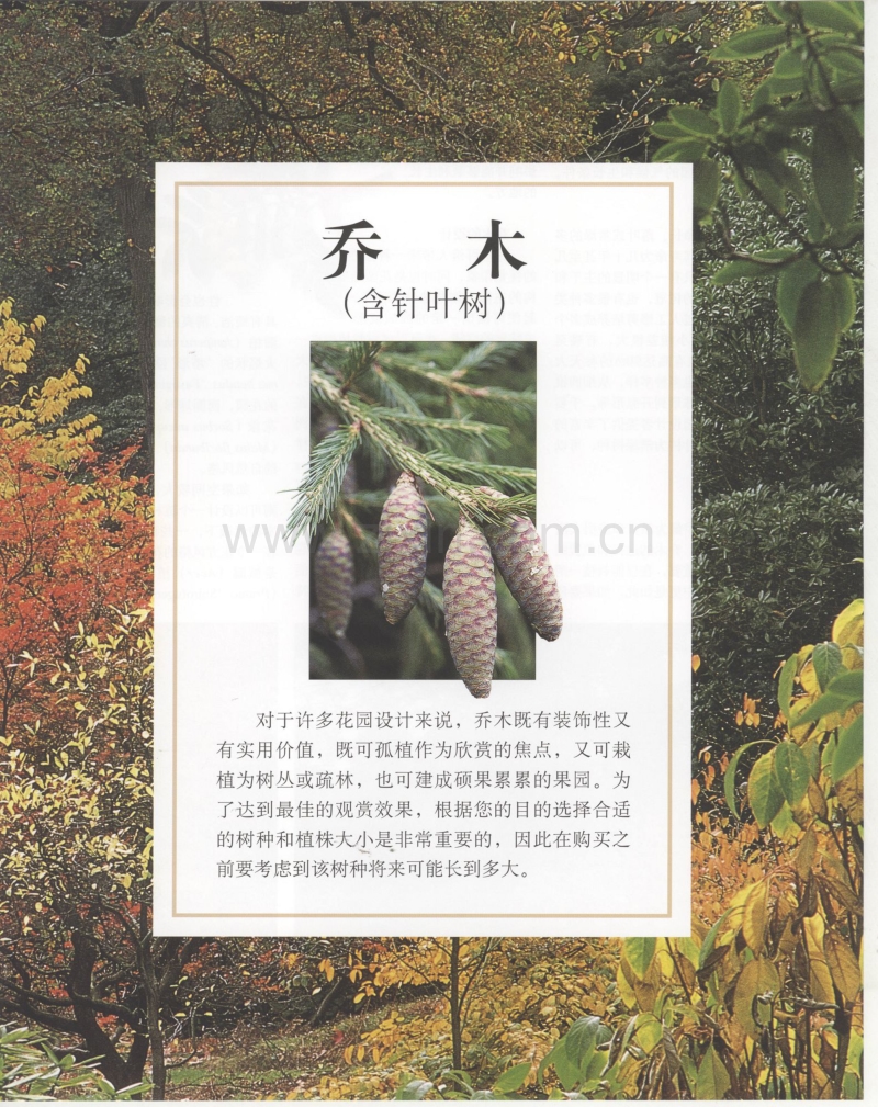 世界园林植物与花卉百科全书 3 乔木.pdf_第1页