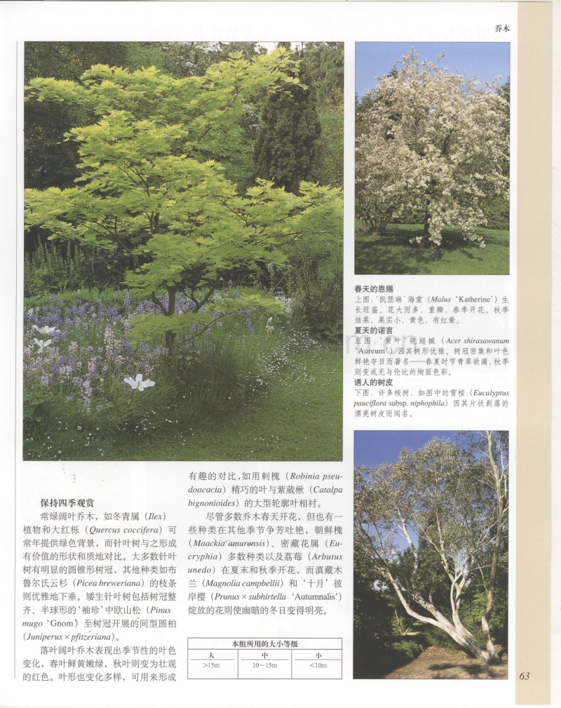 世界园林植物与花卉百科全书 3 乔木.pdf_第3页