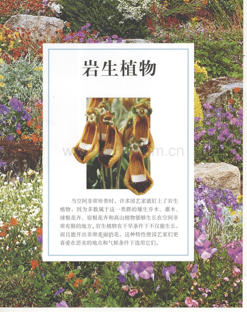 世界园林植物与花卉百科全书 8 岩生植物.pdf_第1页