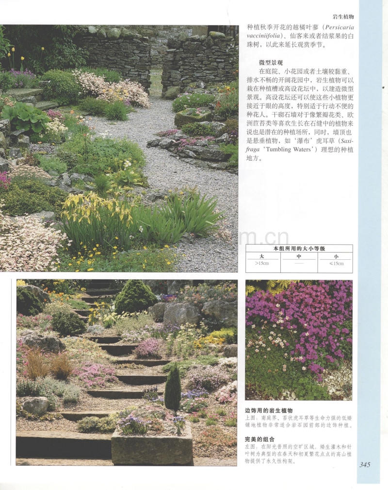 世界园林植物与花卉百科全书 8 岩生植物.pdf_第3页