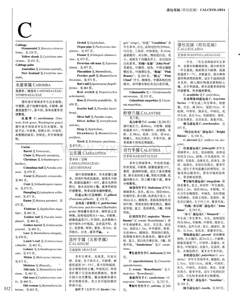 世界园林植物与花卉百科全书 12 植物词典(字母C).pdf_第1页