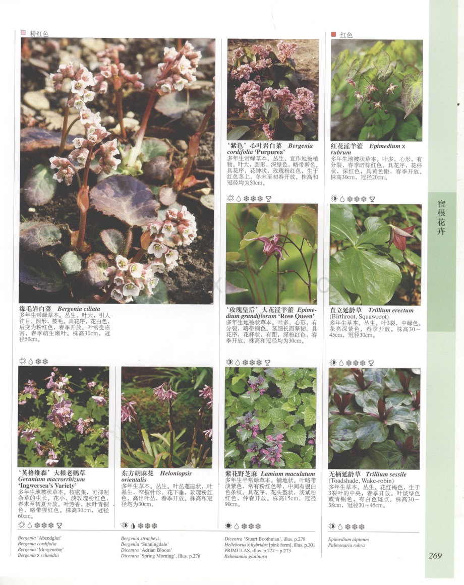 世界园林植物与花卉百科全书 6 宿根花卉(下).pdf_第3页