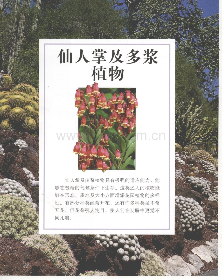 世界园林植物与花卉百科全书 11 仙人掌及多浆植物.pdf_第1页