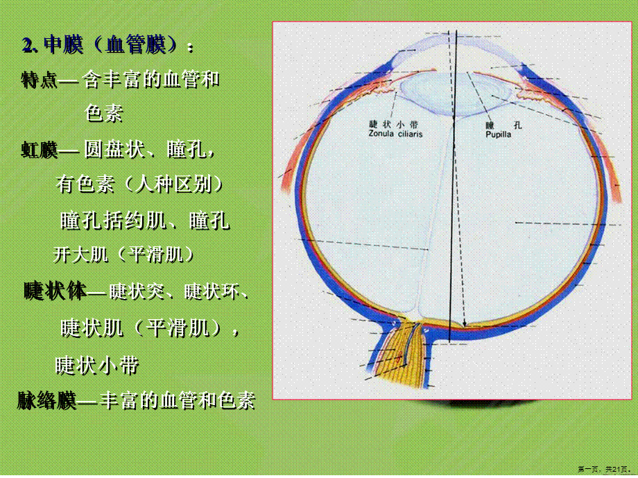 大专系统解剖学视器.ppt_第1页