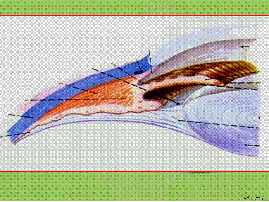 大专系统解剖学视器.ppt_第2页