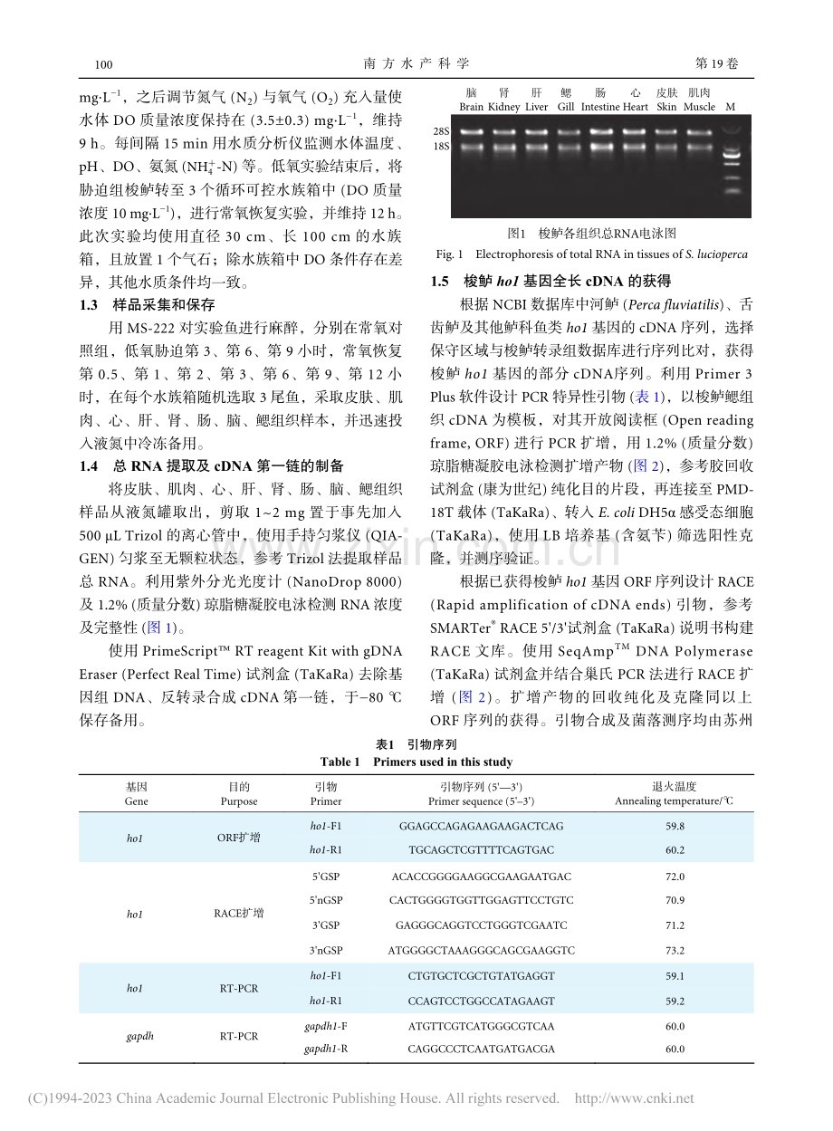 梭鲈ho1基因的克隆及其低氧胁迫下表达分析_吉宇丹.pdf_第3页