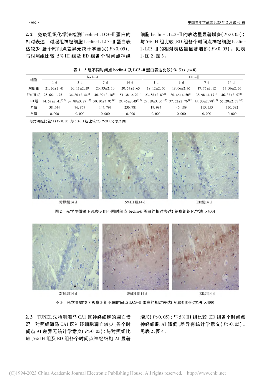 依达拉奉对间歇低氧损伤后大鼠脑组织自噬及凋亡的影响_王玲.pdf_第3页