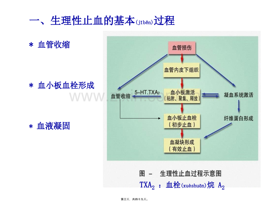 学术讨论—版本科-血液2.ppt_第3页