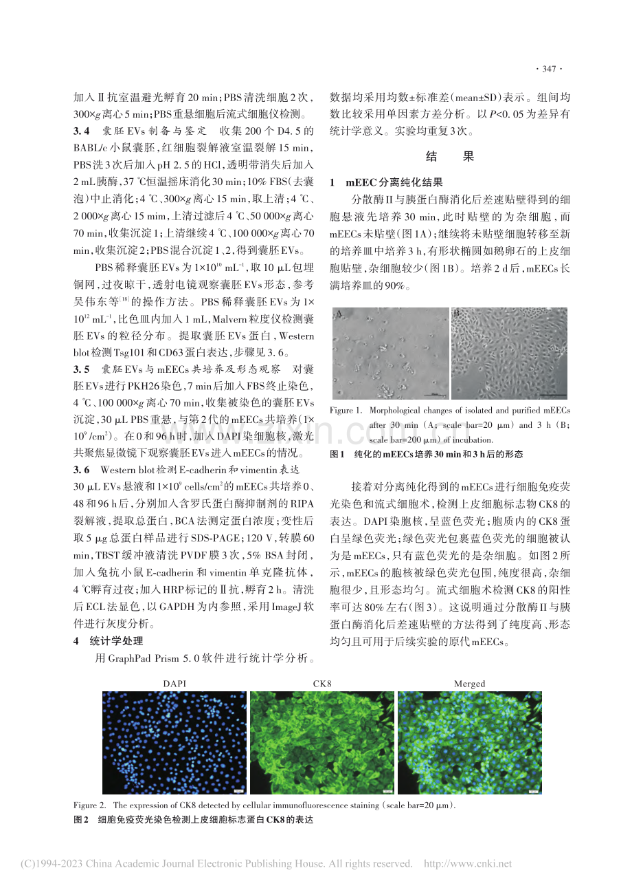 小鼠囊胚胞外囊泡对子宫内膜...vimentin表达的影响_刘颖.pdf_第3页