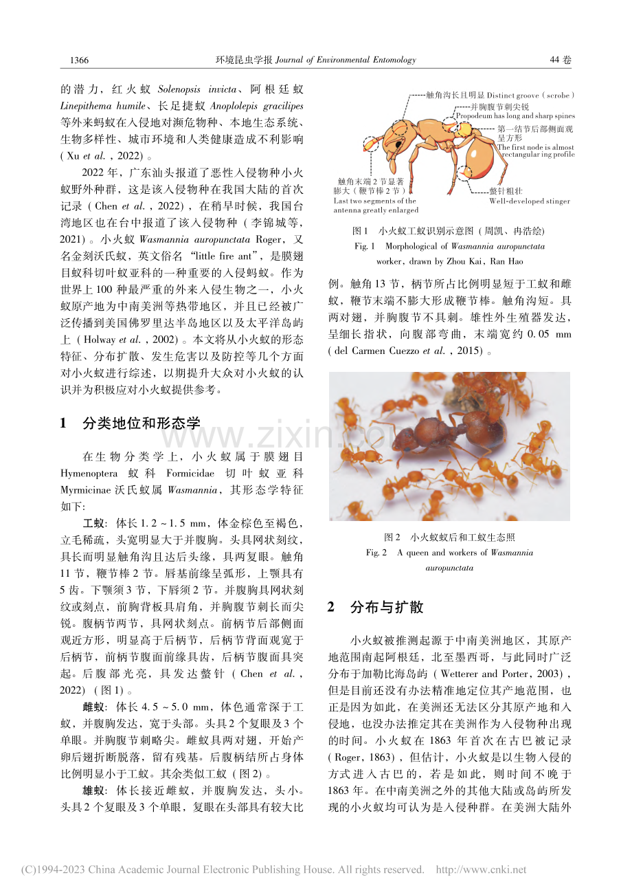 小火蚁的形态特征、分布危害及监测与防控_赵翊.pdf_第2页
