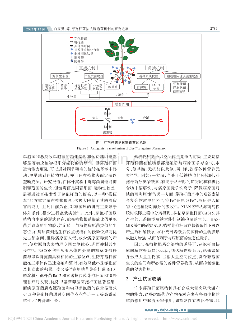 芽孢杆菌拮抗镰孢菌机制的研究进展_白亚男.pdf_第3页