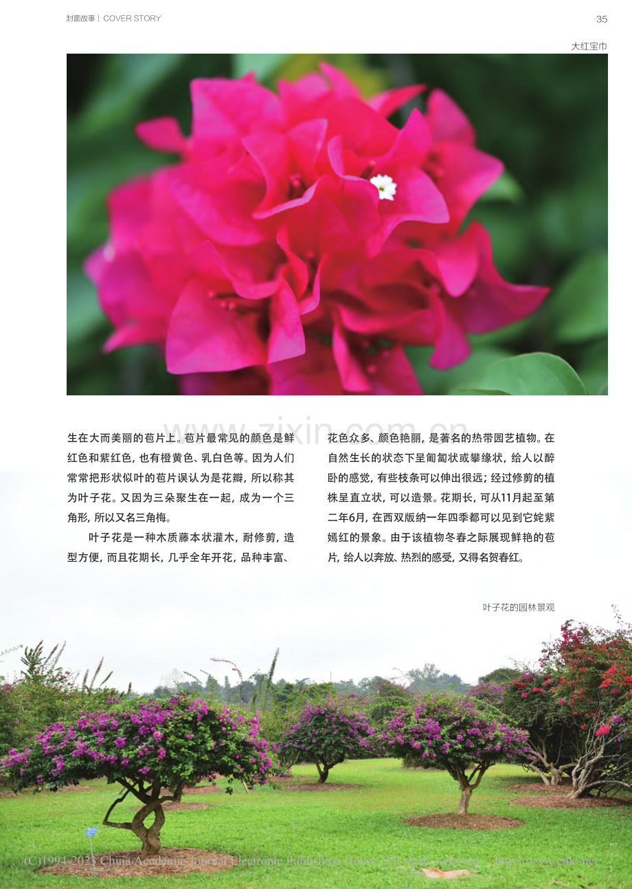 叶子花_文彬.pdf_第2页