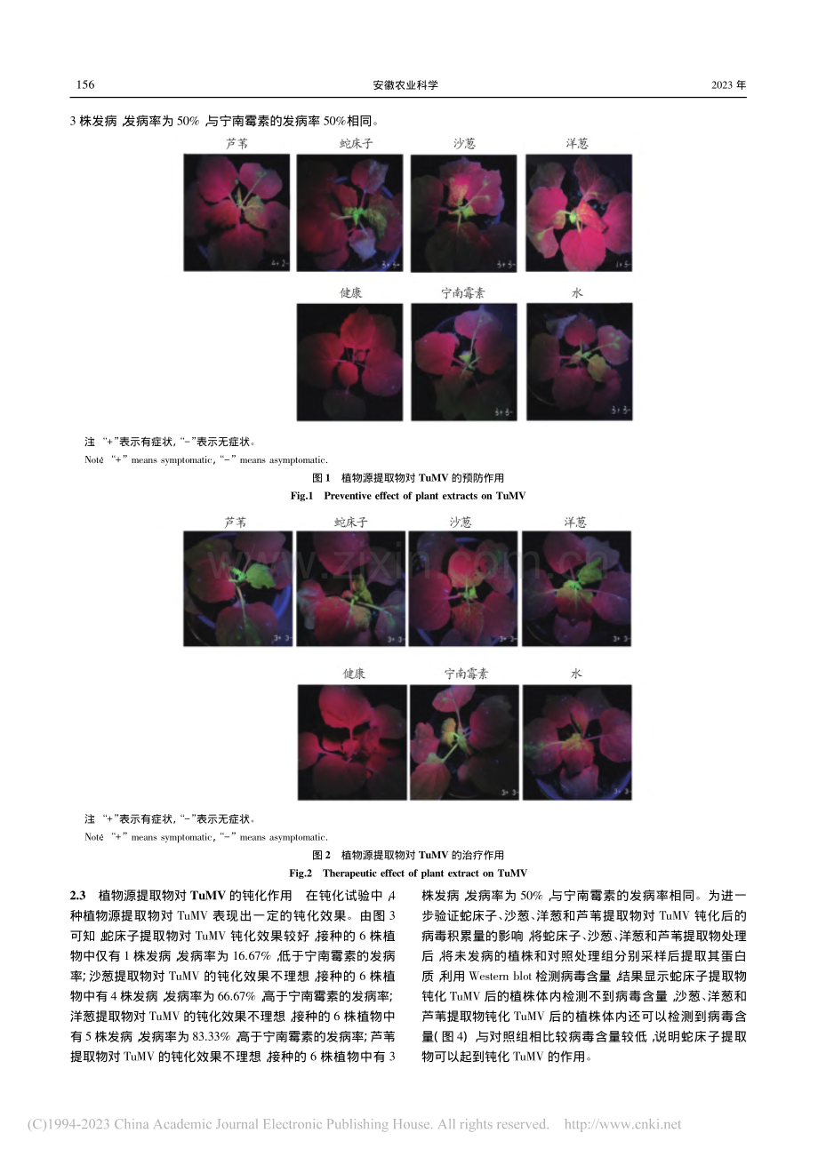 植物源提取物对TuMV和PVY的抗病毒作用_高倩.pdf_第3页