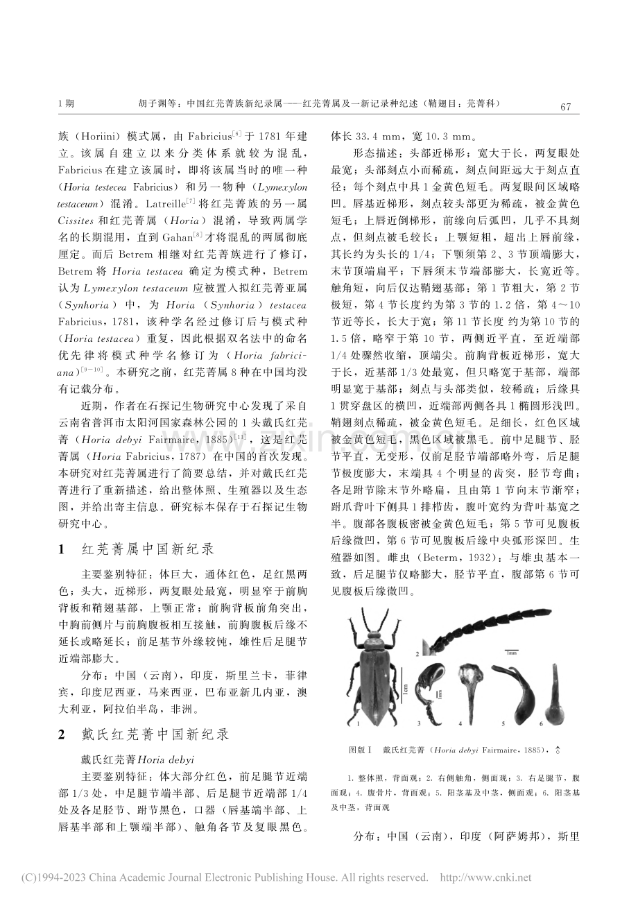 中国红芫菁族新纪录属——红...录种记述(鞘翅目：芫菁科)_胡子渊.pdf_第2页