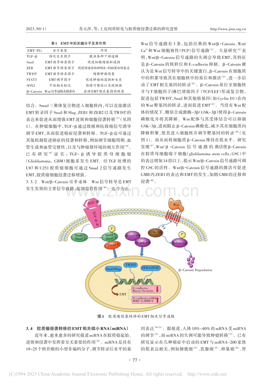 上皮间质转化与胶质瘤侵袭迁移的研究进展_苏元萍.pdf_第3页