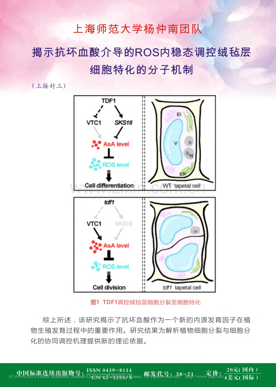 上海师范大学杨仲南团队揭示...控绒毡层细胞特化的分子机制.pdf_第2页