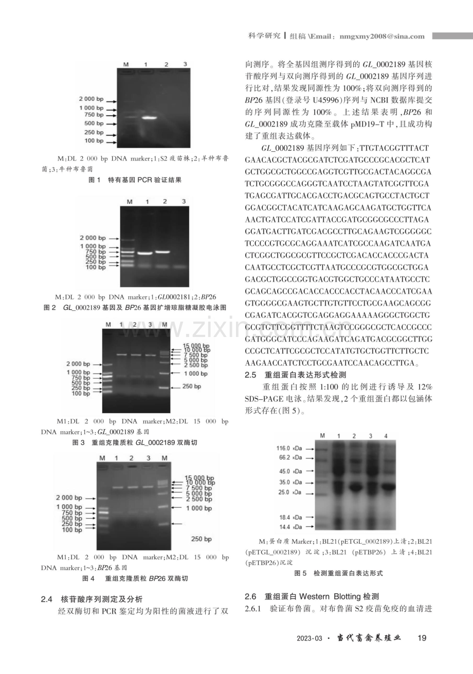 布鲁菌S2疫苗株GL_0002189基因原核表达及生物信息学分析.pdf_第3页