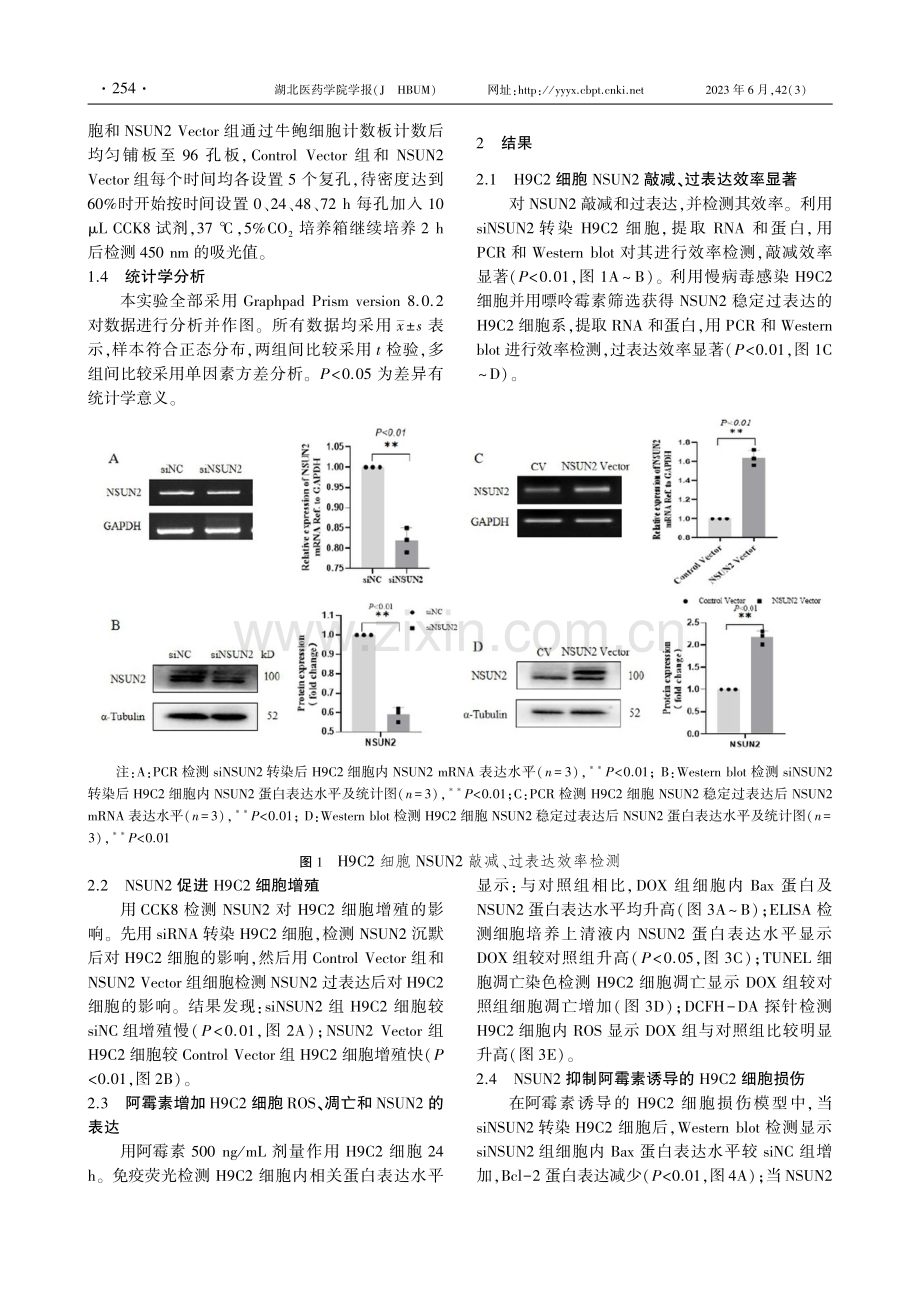 NSUN2对阿霉素诱导H9C2细胞损伤的作用及机制.pdf_第3页