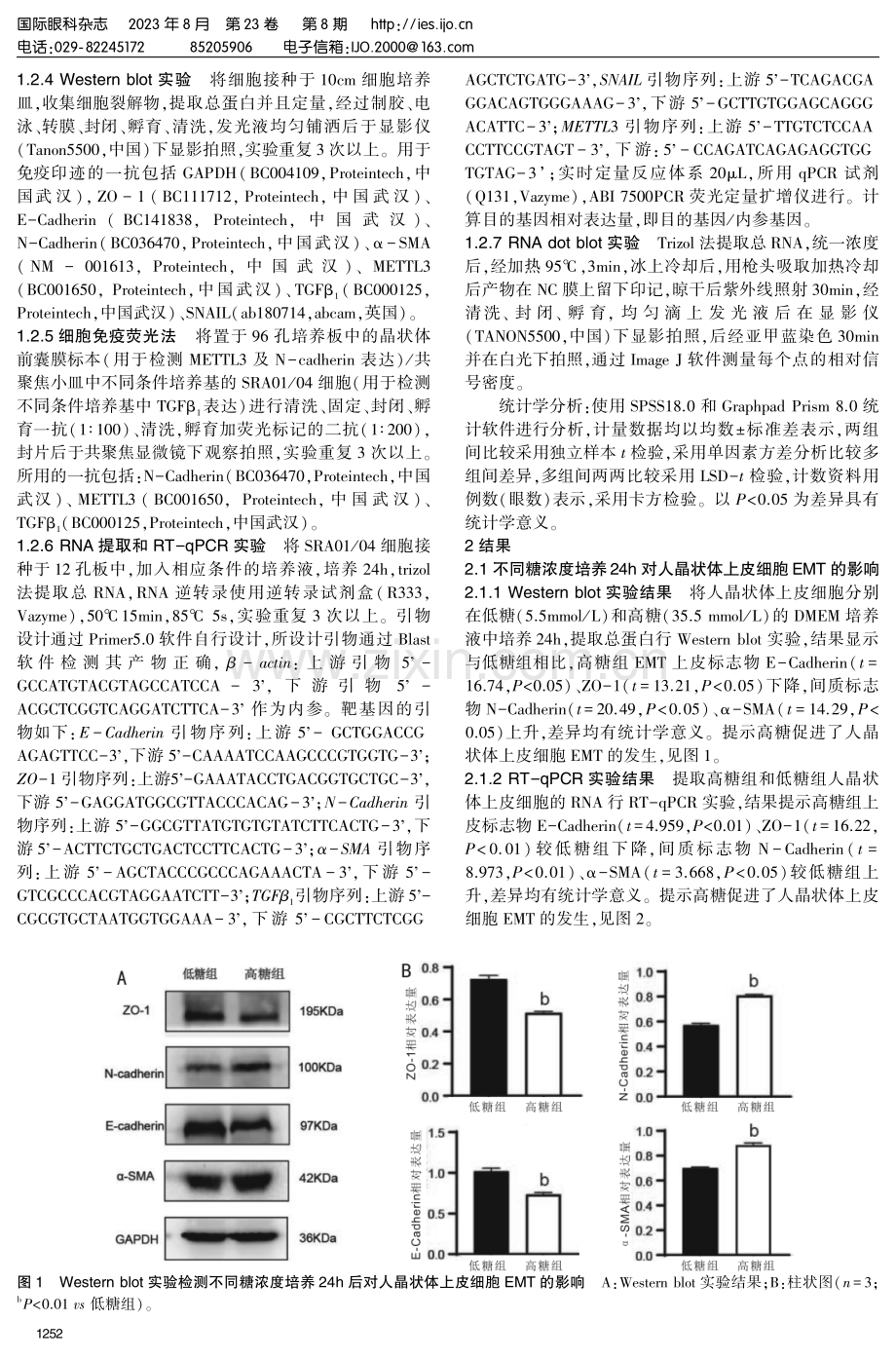 m%5E%286%29A甲基化转移酶3在糖尿病性白内障发病中的作用机制.pdf_第3页