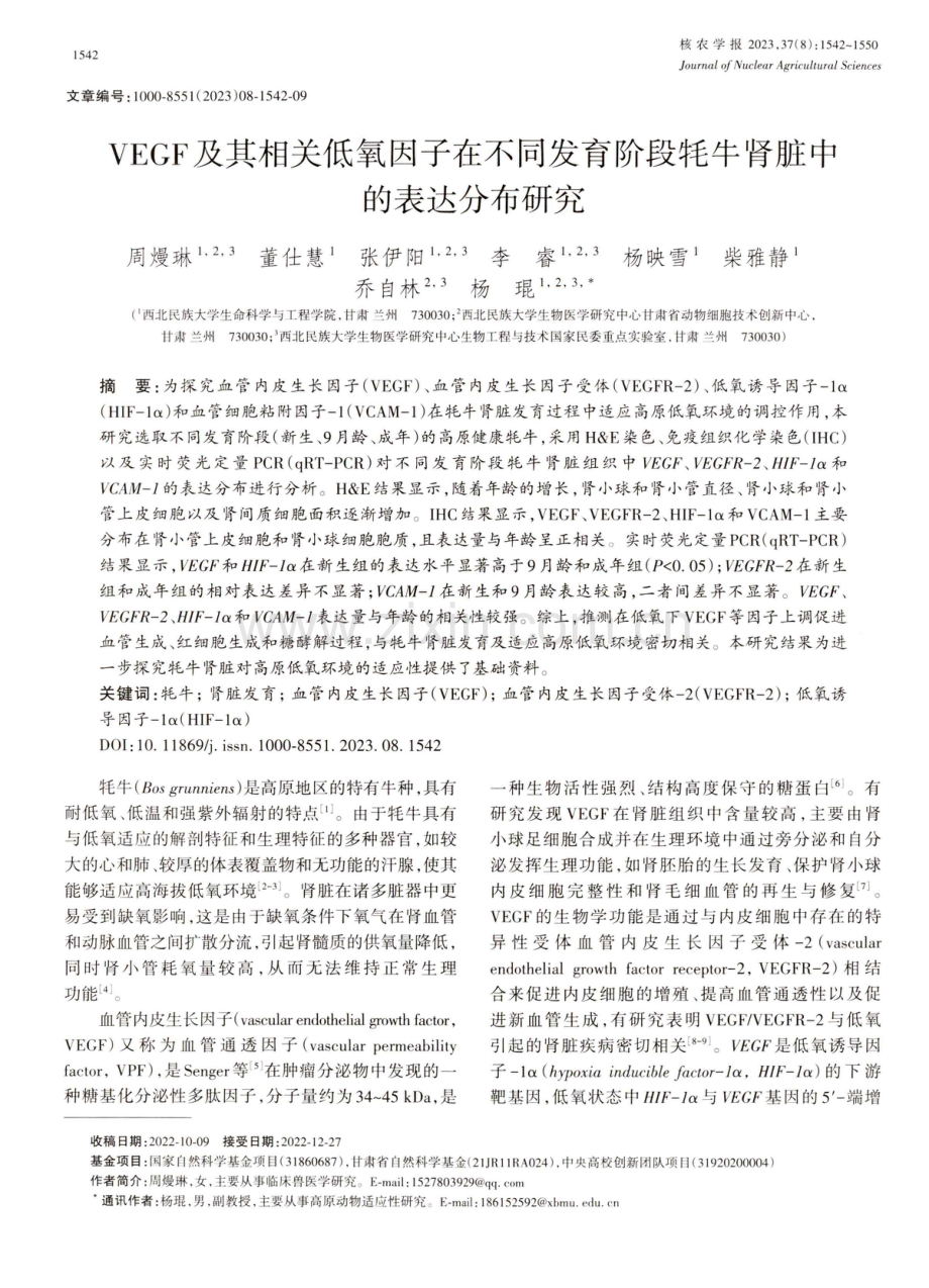 VEGF及其相关低氧因子在不同发育阶段牦牛肾脏中的表达分布研究.pdf_第1页