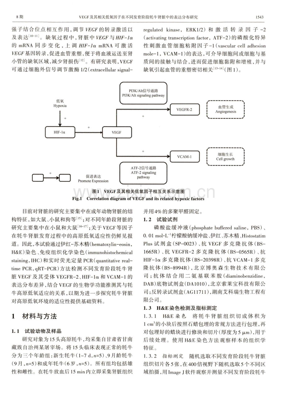 VEGF及其相关低氧因子在不同发育阶段牦牛肾脏中的表达分布研究.pdf_第2页