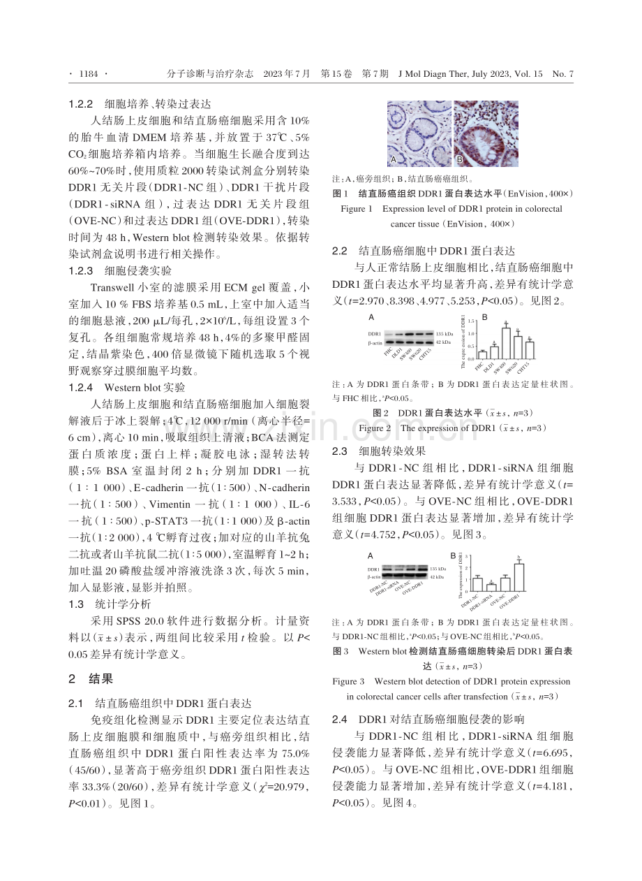 DDR1对结直肠癌侵袭和上皮细胞间质转化的影响.pdf_第3页