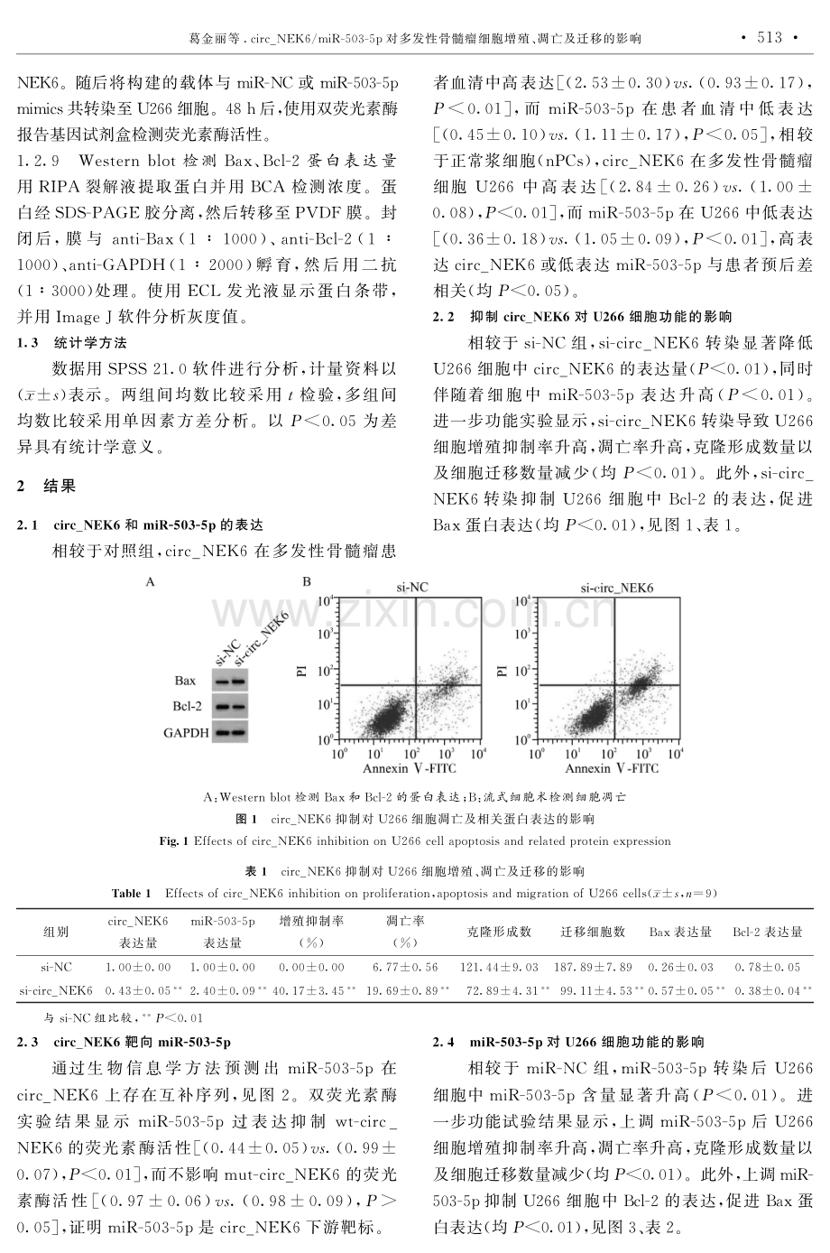 circ_NEK6_miR-503-5p对多发性骨髓瘤细胞增殖、凋亡及迁移的影响.pdf_第3页