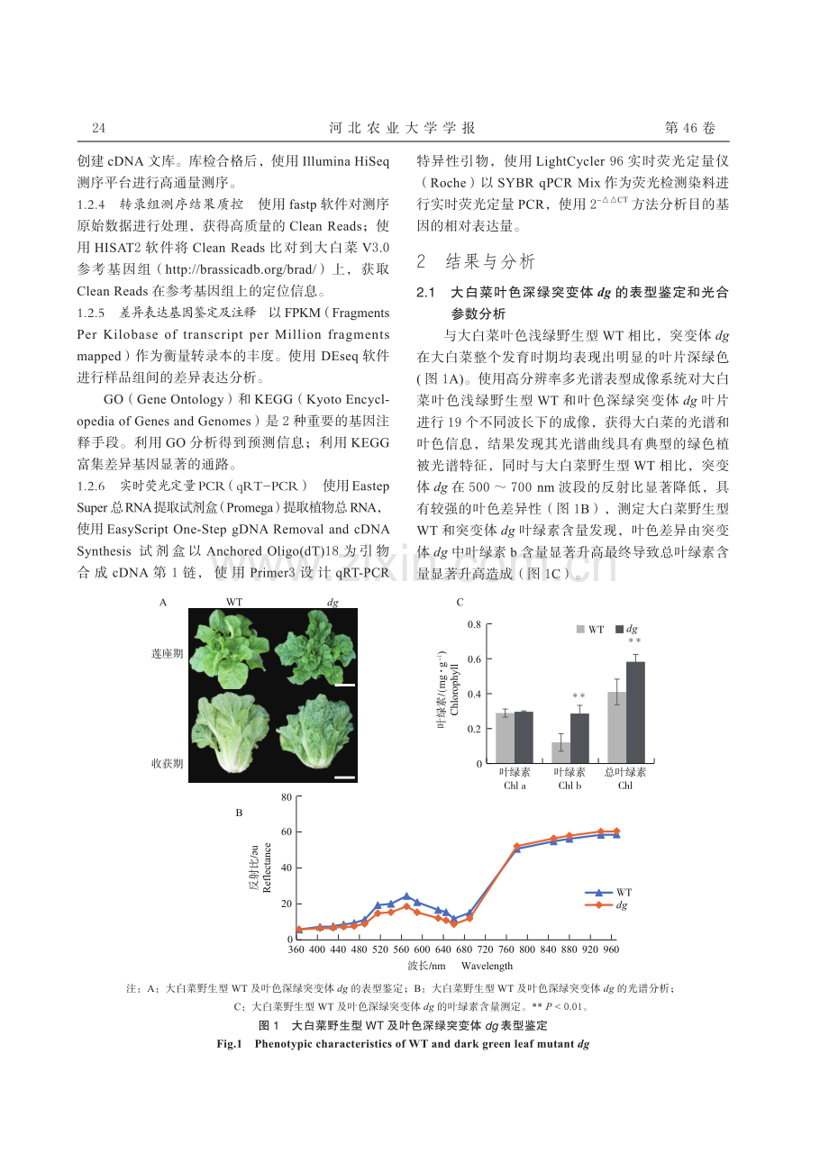 大白菜叶色深绿突变体 dg 的转录组差异表达调控分析.pdf_第3页