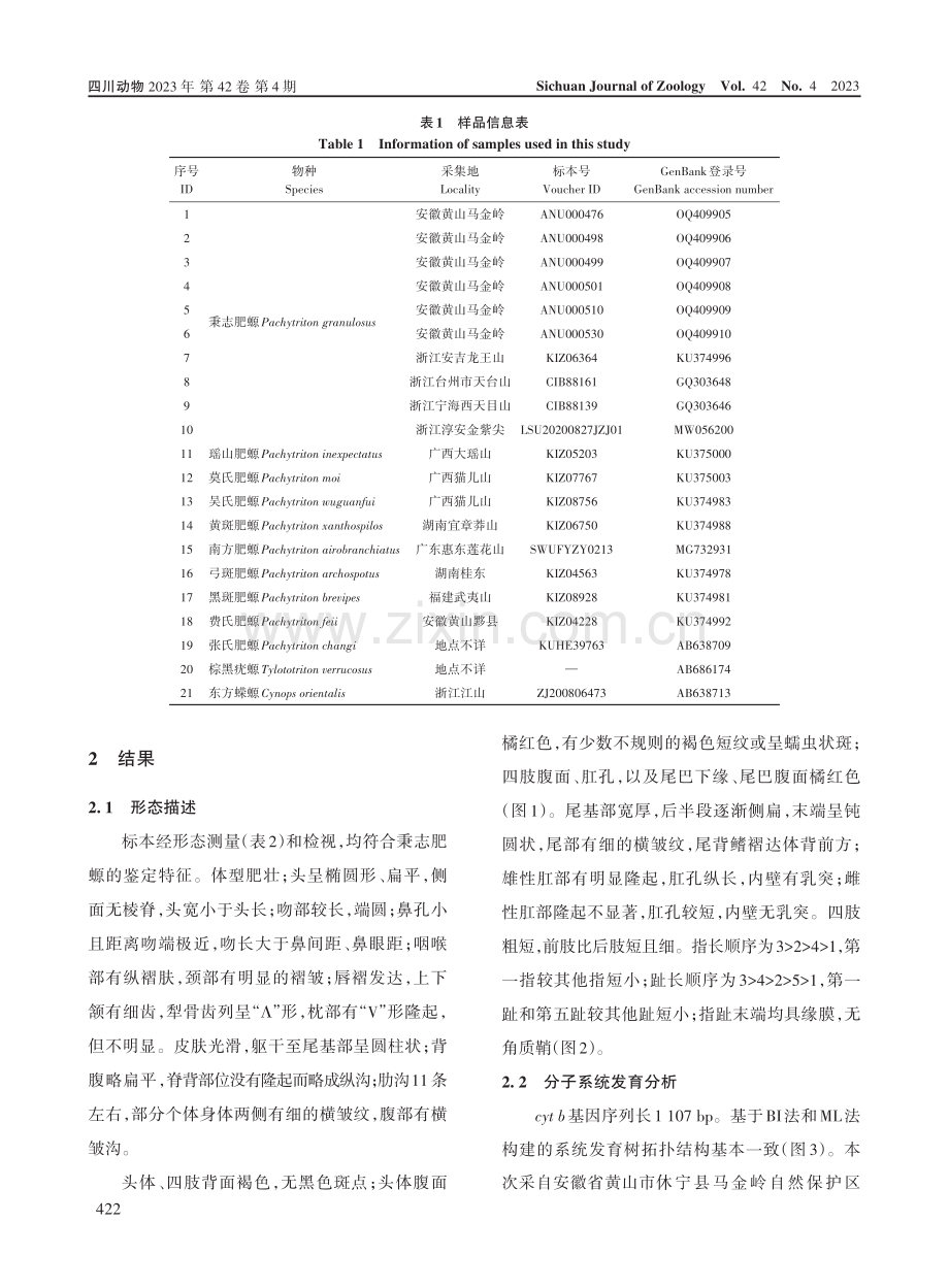安徽省两栖动物新记录种——秉志肥螈.pdf_第3页