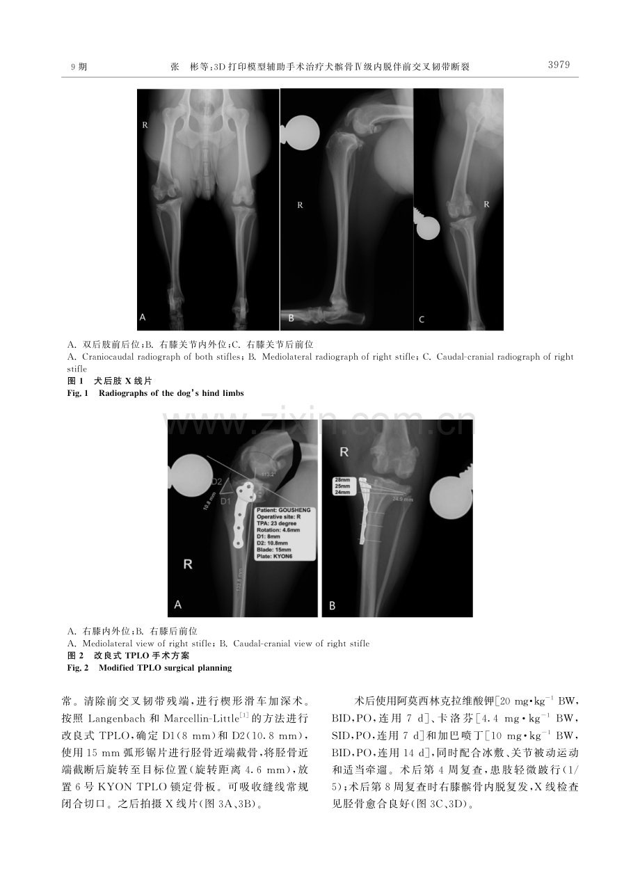 3D打印模型辅助手术治疗犬髌骨Ⅳ级内脱伴前交叉韧带断裂.pdf_第3页