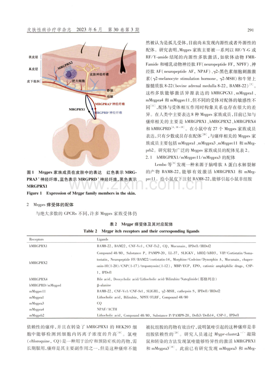 Mrgprs痒受体及其配体的研究进展.pdf_第3页