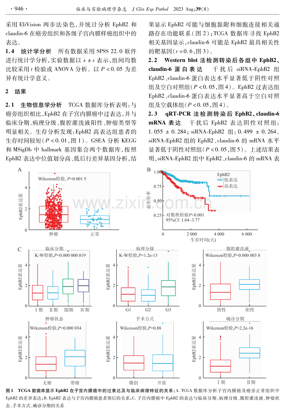 EphB2调控claudin-6对子宫内膜癌侵袭和转移的影响.pdf_第3页