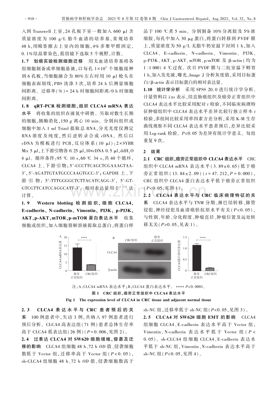 CLCA4对结直肠癌细胞增殖、侵袭、迁移及上皮-间质转化的影响及机制.pdf_第3页