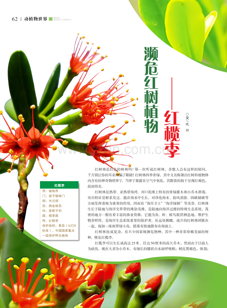 濒危红树植物——红榄李.pdf_第1页