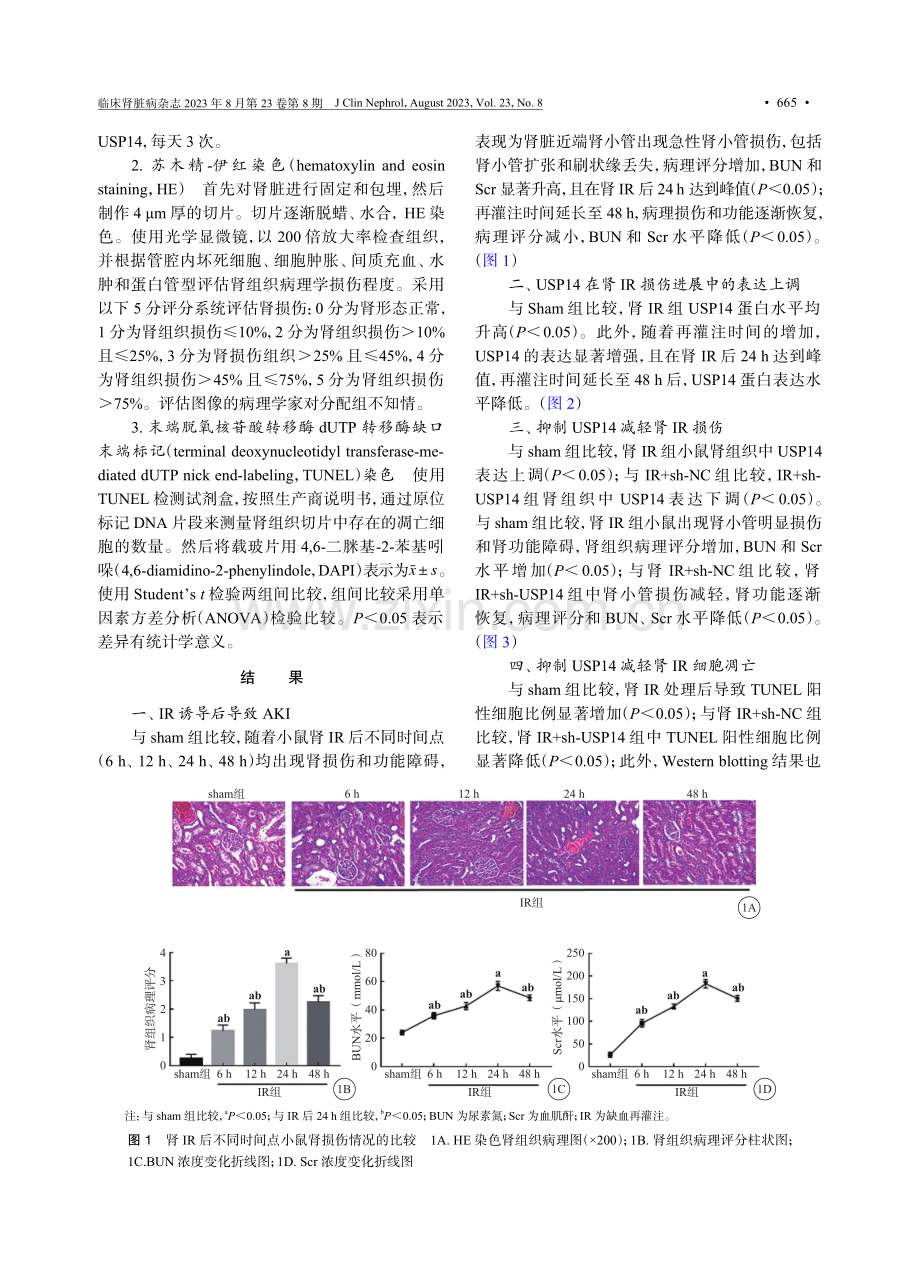 USP14抑制对肾缺血再灌注诱导的急性肾损伤及IRE1_JNK信号通路的影响.pdf_第3页