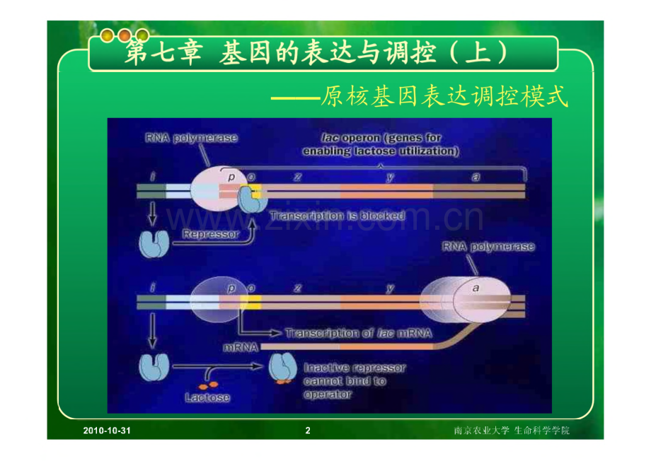 分子生物学-第七章 基因的表达与调控.pdf_第2页