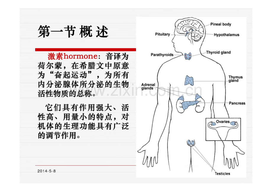 肾上腺皮质激素类药物.pdf_第3页