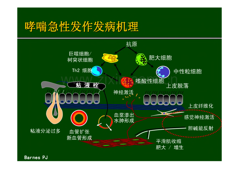 联合支气管舒张剂雾化治疗在哮喘急性发作中的应用.pdf_第3页