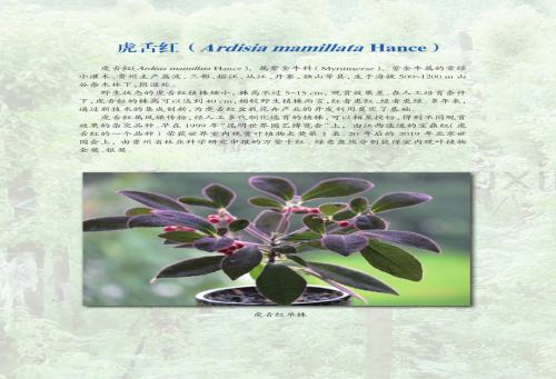 虎舌红（Ardisia mamillata Hance）.pdf