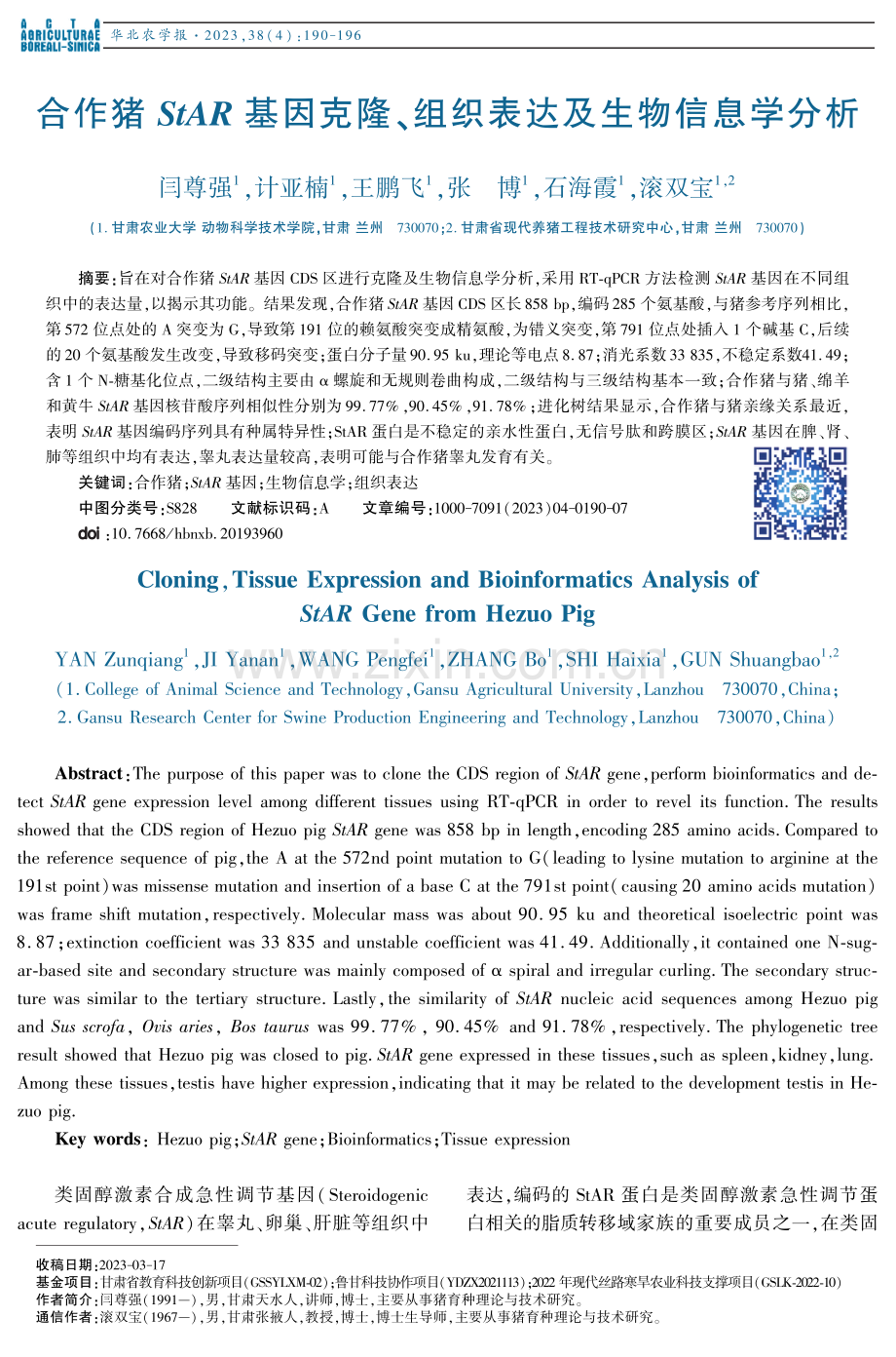 合作猪StAR基因克隆、组织表达及生物信息学分析.pdf_第1页