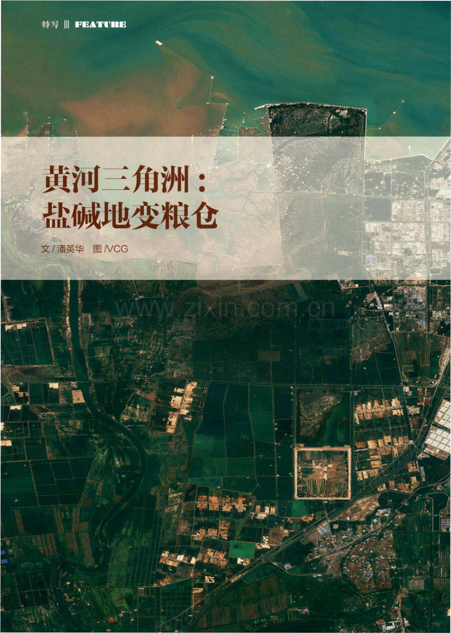 黄河三角洲：盐碱地变粮仓.pdf_第1页