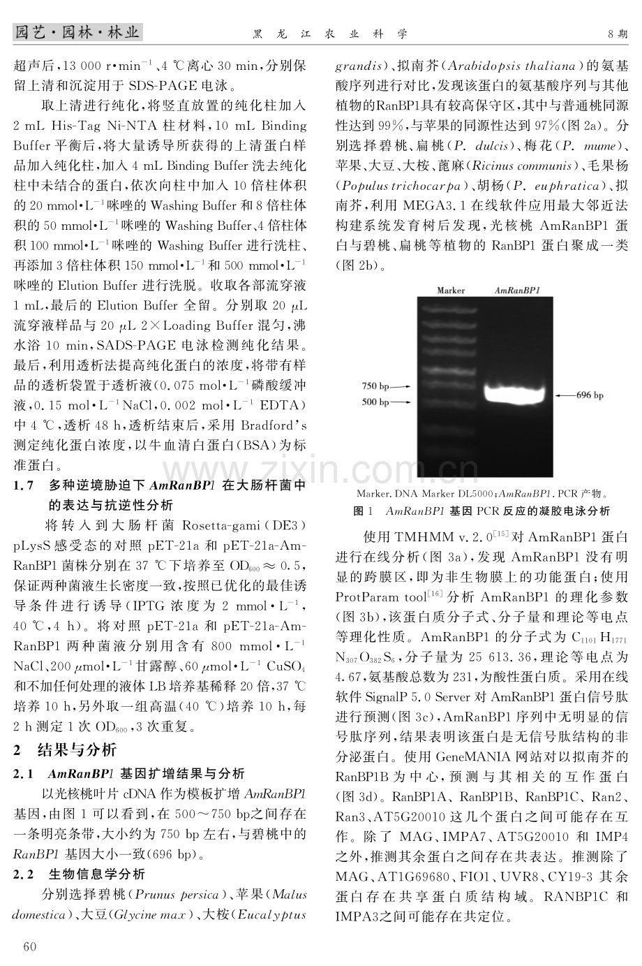 光核桃AmRanBP1重组蛋白表达特性及其抗逆性初步研究.pdf_第3页