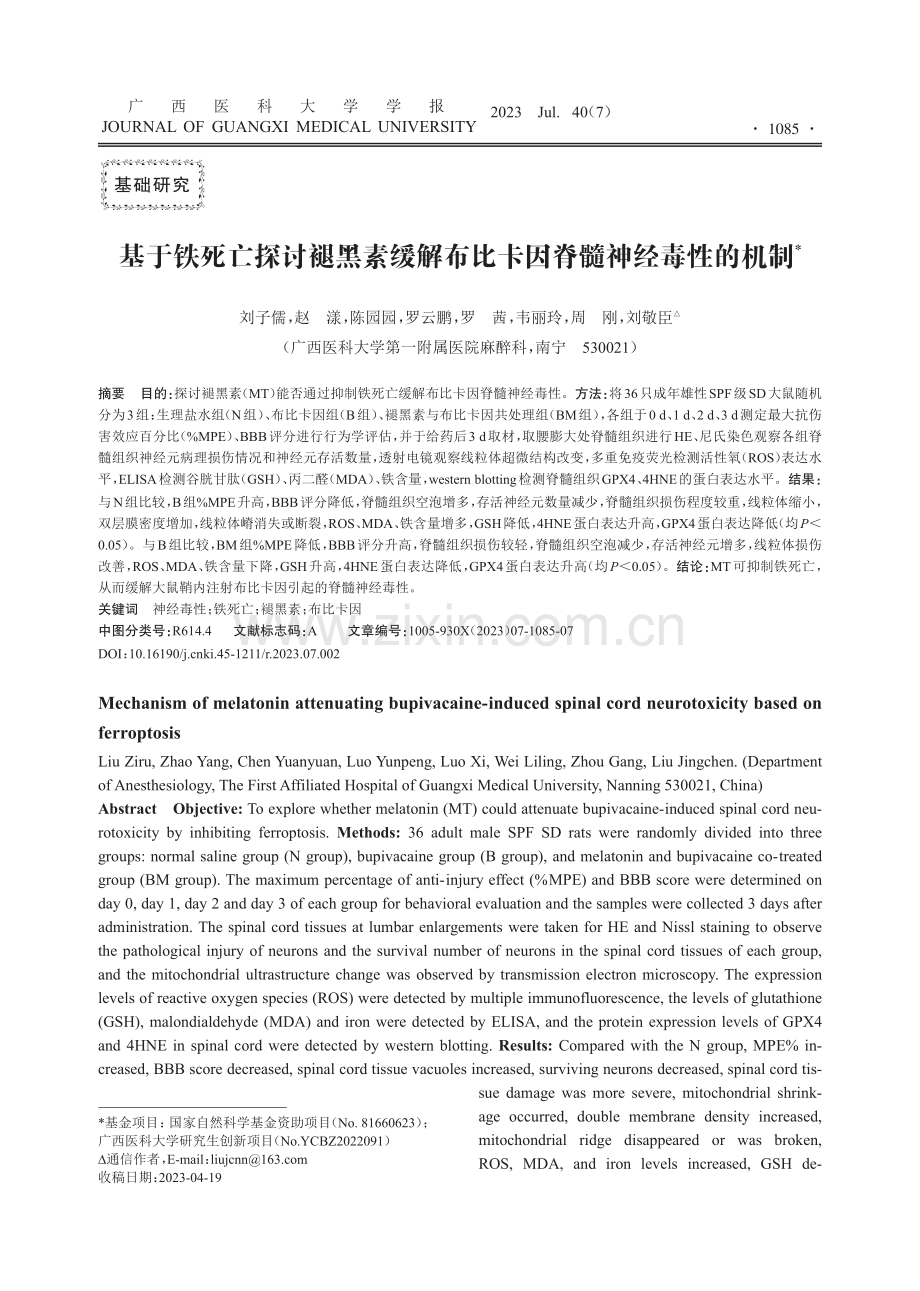 基于铁死亡探讨褪黑素缓解布比卡因脊髓神经毒性的机制.pdf_第1页