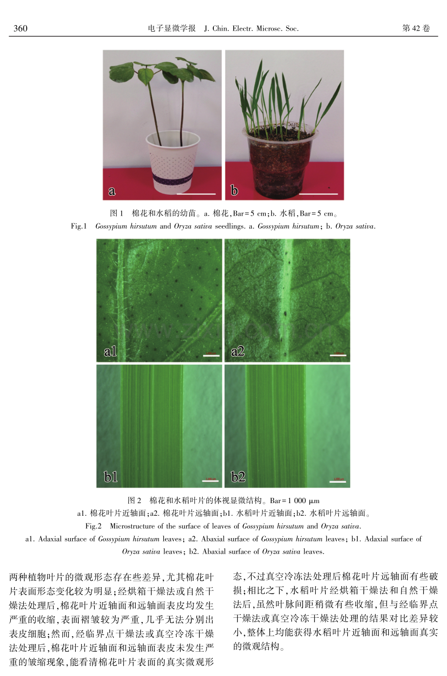 基于扫描电子显微镜制样的不同干燥方法对棉花和水稻幼苗叶片制备的差异分析.pdf_第3页